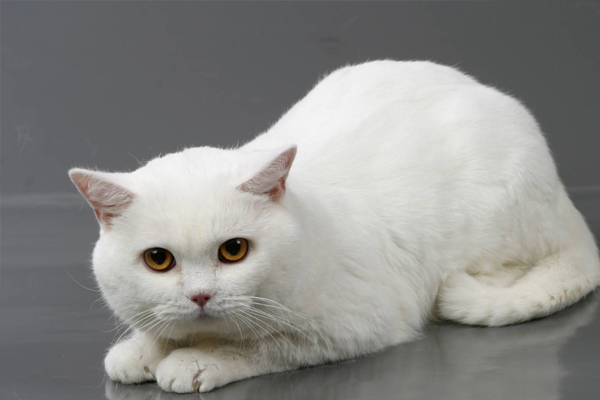 Британская кошка белого цвета