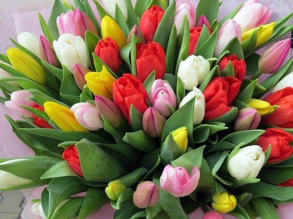Тюльпаны – самые популярные весенние цветы