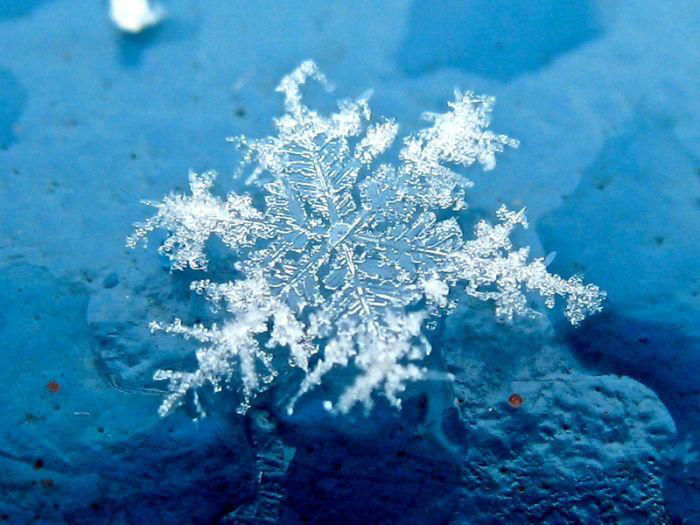 Тайная жизнь снежинки: удивительные макроснимки, фото № 37