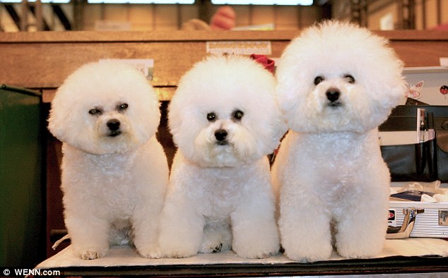 The three amigos: Three near-identical Bichon Frises line up for photograph on a table