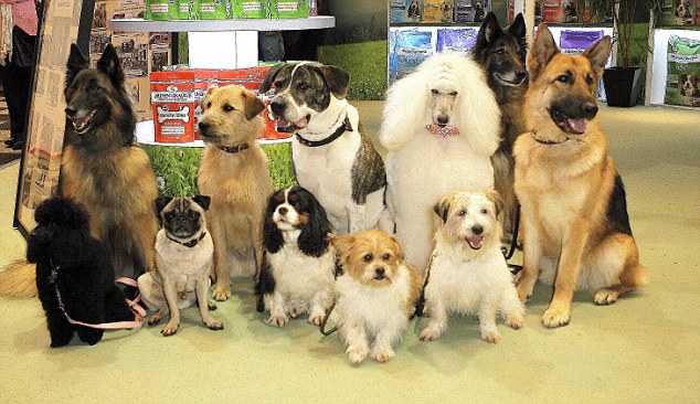 Happy family: A group of dogs highlights just how many breeds are on display at the renowned dog show