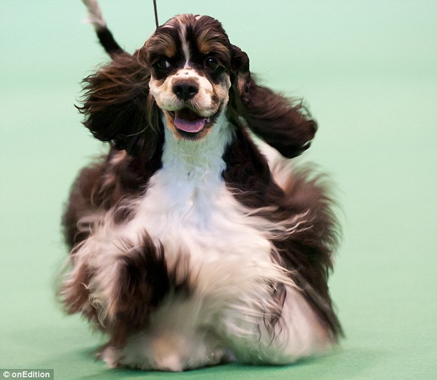 Floppy: An American Cocker Spaniel being judged at the competition today