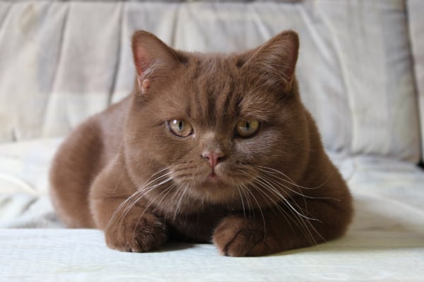британская кошка шоколадный окрас