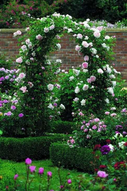 большие светлые цветы в ландшафтном дизайне розария