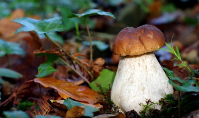 гриб на земле листья боровик